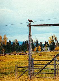 Ranch at Horsefly