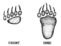 Grizzly Bear Tracks