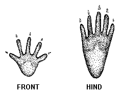 Raccoon Tracks