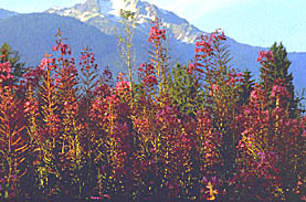 All rights reserved - &copy;Whistler Resort Assn.
