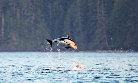 Jumping Dolphin
